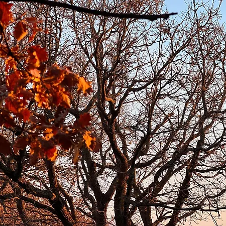 Il Giardino Di Efesto